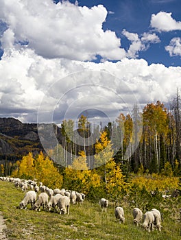 Sheep Herding in Wyoming photo