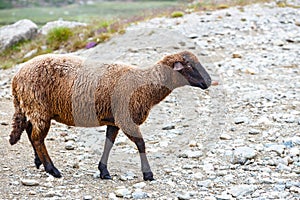 Sheep herds at alpine pastures