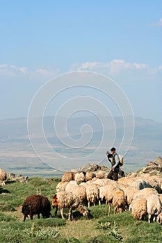 Sheep and herdsman photo