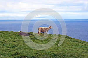Sheep at Hermaness photo