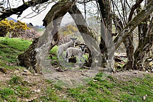 Sheep hiding in and by trees