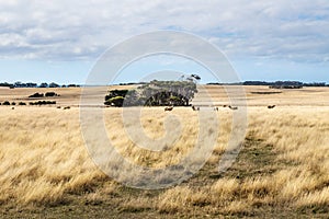 Sheep in high yellow grass in a field on Phillip Island, Victoria, Australia