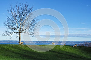 Sheep on a hill with an amazing view over lake constance, Switzerland