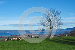 Sheep on a hill with an amazing view over lake constance, Switzerland