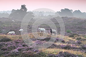 Sheep on hill with flowering heather