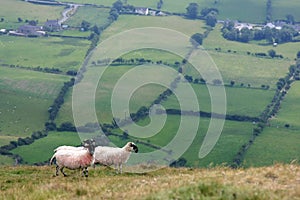 Sheep on the hills