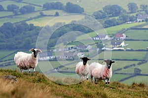 Sheep on the hills