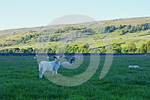 Sheep and Hills near Conistone in Evening Sunlight, Wharfedale, Yorkshire Dales, England, UK