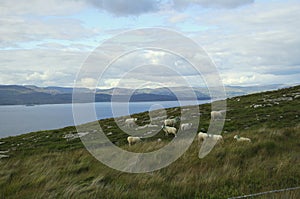 Sheep on hillside