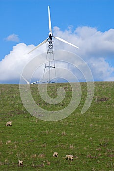 Sheep on a hillside