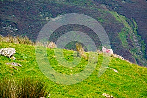 Sheep on the hillside of Kirkstone Pass Lake District UK