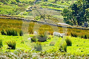 Sheep on the hillside of Kirkstone Pass Lake District UK