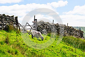 Sheep on the hillside of Kirkstone Pass Lake District UK