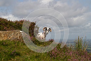 Sheep on hilly heath
