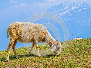 Sheep in Himalaya
