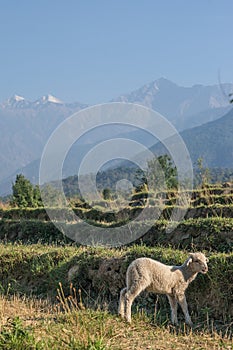 Sheep in the Himalayas. Himachal Pradesh India