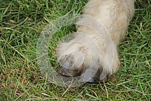 Sheep Hoofed Foot. photo