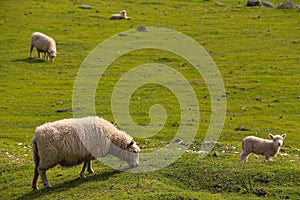 Sheep on the horizon