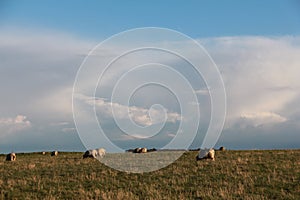 Sheep on the horizon of  Stonehenge