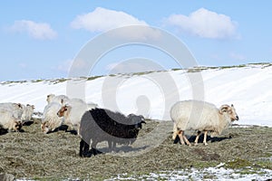 Sheep with horns eating extra feeding hay in snow