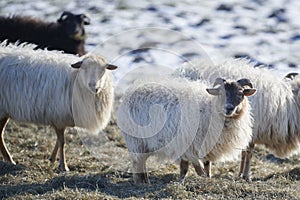 Sheep with horns eating hay in snow with white long hair and looks in camera