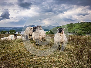 Sheep with horns with storm clouds gathering.