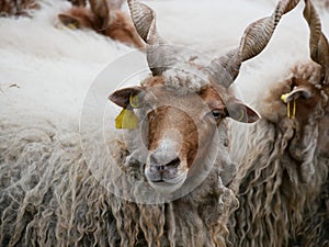 Sheep at Hortobagy in Hungary