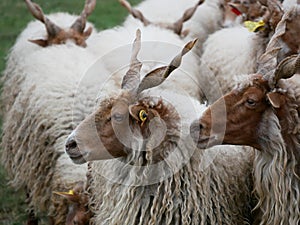 Sheep at Hortobagy in Hungary