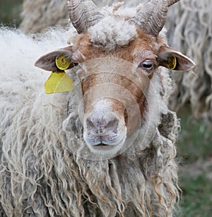 Sheep at Hortobagy in Hungary