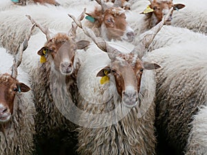 Sheep at Hortobagy in Hungary