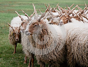 Sheep at Hortobagy in Hungary