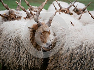 Sheep at Hortobagy in Hungary