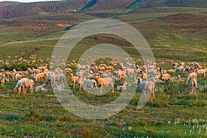 Sheep Hundreds Mountains