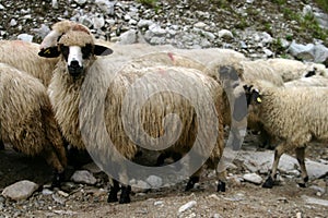 Sheep hurd