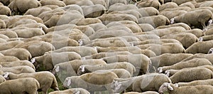 Sheep hurd