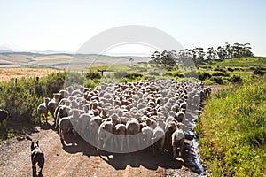 Sheep Hurd photo