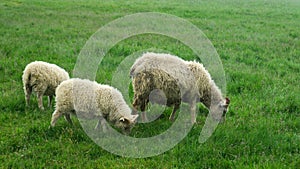 Sheep in Iceland