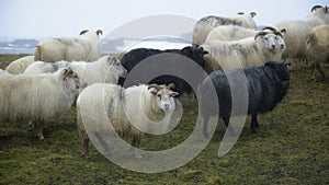 Sheep in Iceland, herd of domestic animals at winter snowy weather. 8k 4:2:2 10 bit