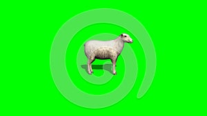 Sheep idle - 3 different views - green screen