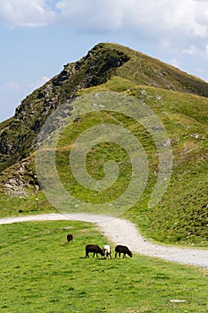 Sheep in idyllic summer mountains landscape, Austria