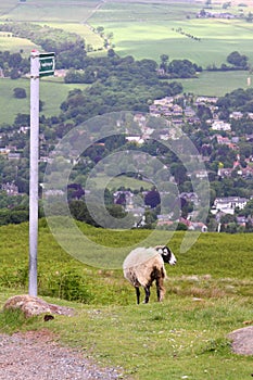 Sheep on Ilkley Moor, Yorkshire, United Kingdom
