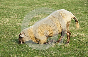 Sheep with ill hooves