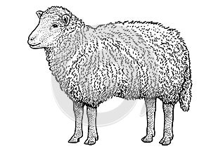 Sheep illustration, drawing, engraving, ink, line art, vector