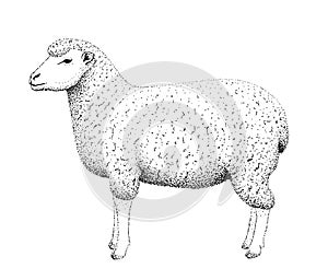 Sheep illustration old lithography style hand drawn