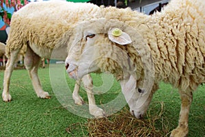 Sheep inside farm for tourists and traveller