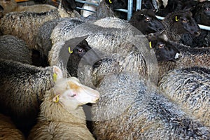 Sheep inside shearing shed on farm