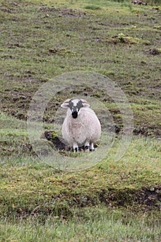 A sheep in Ireland