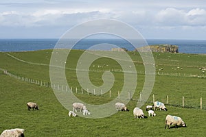 Sheep and the Irish Coastline
