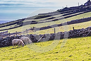 Sheep on Irish meadows