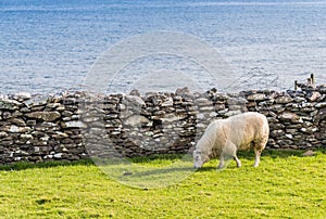 Sheep on Irish meadows